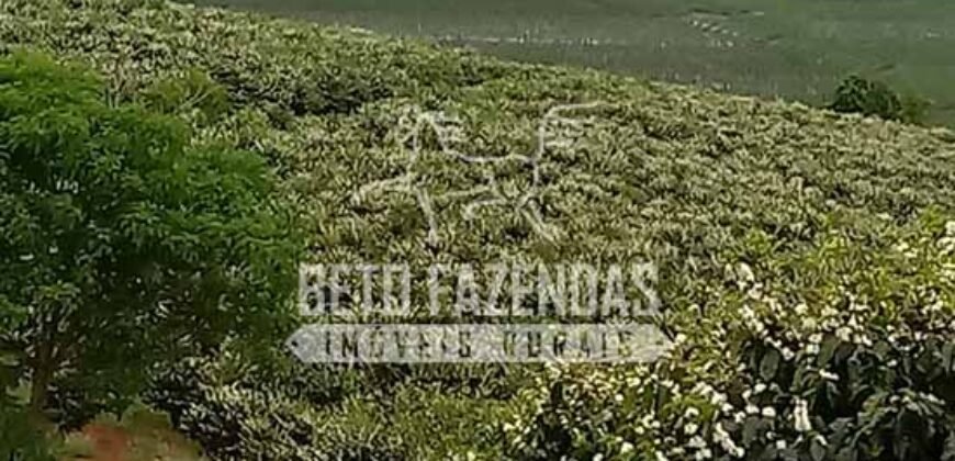 Fazenda de Café Excepcional à Venda 970 has Infraestrutura Completa | Montes Claros/ MG Fazenda de Café Excepcional à Venda 970 has Infraestrutura Completa | Montes Claros/ MG