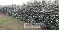 Fazenda de Café Excepcional à Venda 970 has Infraestrutura Completa | Montes Claros/ MG Fazenda de Café Excepcional à Venda 970 has Infraestrutura Completa | Montes Claros/ MG