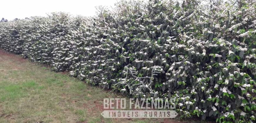 Fazenda de Café Excepcional à Venda 970 has Infraestrutura Completa | Montes Claros/ MG Fazenda de Café Excepcional à Venda 970 has Infraestrutura Completa | Montes Claros/ MG