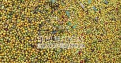 Fazenda de Café Excepcional à Venda 970 has Infraestrutura Completa | Montes Claros/ MG Fazenda de Café Excepcional à Venda 970 has Infraestrutura Completa | Montes Claros/ MG