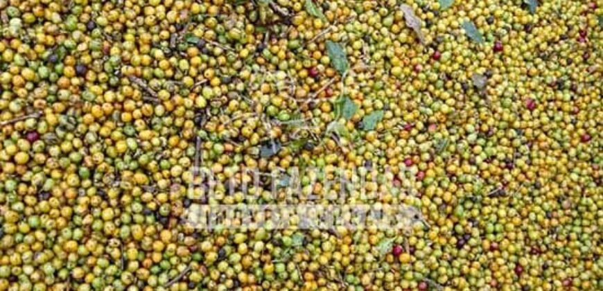 Fazenda de Café Excepcional à Venda 970 has Infraestrutura Completa | Montes Claros/ MG Fazenda de Café Excepcional à Venda 970 has Infraestrutura Completa | Montes Claros/ MG