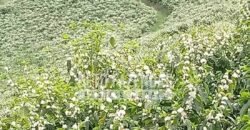 Fazenda de Café Excepcional à Venda 970 has Infraestrutura Completa | Montes Claros/ MG Fazenda de Café Excepcional à Venda 970 has Infraestrutura Completa | Montes Claros/ MG