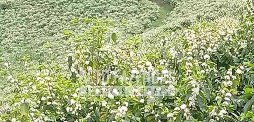 Fazenda de Café Excepcional à Venda 970 has Infraestrutura Completa | Montes Claros/ MG Fazenda de Café Excepcional à Venda 970 has Infraestrutura Completa | Montes Claros/ MG