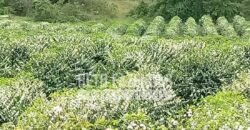 Fazenda de Café Excepcional à Venda 970 has Infraestrutura Completa | Montes Claros/ MG Fazenda de Café Excepcional à Venda 970 has Infraestrutura Completa | Montes Claros/ MG