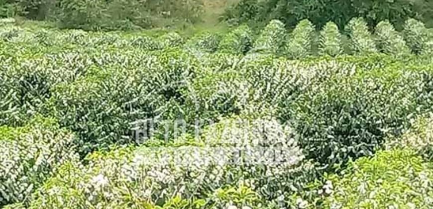 Fazenda de Café Excepcional à Venda 970 has Infraestrutura Completa | Montes Claros/ MG Fazenda de Café Excepcional à Venda 970 has Infraestrutura Completa | Montes Claros/ MG