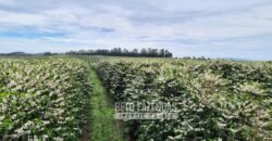 Fazenda de Café Excepcional à Venda 970 has Infraestrutura Completa | Montes Claros/ MG Fazenda de Café Excepcional à Venda 970 has Infraestrutura Completa | Montes Claros/ MG