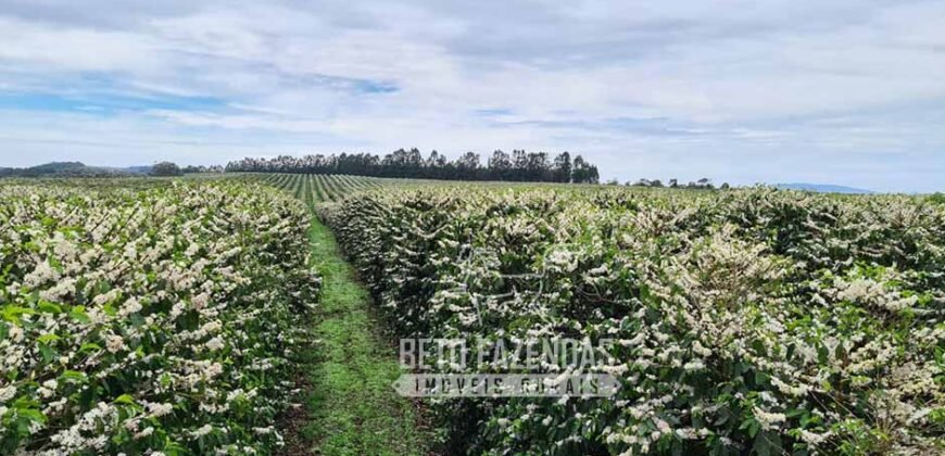 Fazenda de Café Excepcional à Venda 970 has Infraestrutura Completa | Montes Claros/ MG Fazenda de Café Excepcional à Venda 970 has Infraestrutura Completa | Montes Claros/ MG