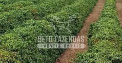Fazenda de Café Excepcional à Venda 970 has Infraestrutura Completa | Montes Claros/ MG Fazenda de Café Excepcional à Venda 970 has Infraestrutura Completa | Montes Claros/ MG