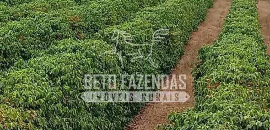 Fazenda de Café Excepcional à Venda 970 has Infraestrutura Completa | Montes Claros/ MG Fazenda de Café Excepcional à Venda 970 has Infraestrutura Completa | Montes Claros/ MG