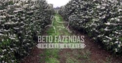 Fazenda de Café Excepcional à Venda 970 has Infraestrutura Completa | Montes Claros/ MG Fazenda de Café Excepcional à Venda 970 has Infraestrutura Completa | Montes Claros/ MG