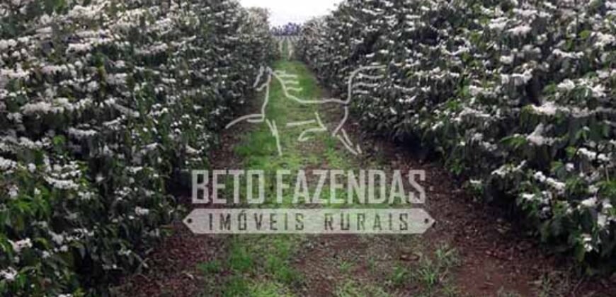 Fazenda de Café Excepcional à Venda 970 has Infraestrutura Completa | Montes Claros/ MG Fazenda de Café Excepcional à Venda 970 has Infraestrutura Completa | Montes Claros/ MG