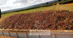 Fazenda de Café Excepcional à Venda 970 has Infraestrutura Completa | Montes Claros/ MG Fazenda de Café Excepcional à Venda 970 has Infraestrutura Completa | Montes Claros/ MG