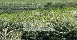 Fazenda de Café Excepcional à Venda 970 has Infraestrutura Completa | Montes Claros/ MG Fazenda de Café Excepcional à Venda 970 has Infraestrutura Completa | Montes Claros/ MG