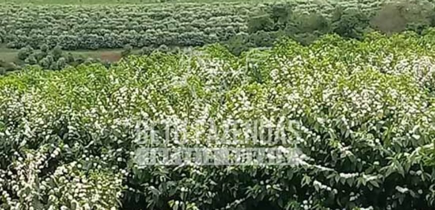 Fazenda de Café Excepcional à Venda 970 has Infraestrutura Completa | Montes Claros/ MG Fazenda de Café Excepcional à Venda 970 has Infraestrutura Completa | Montes Claros/ MG