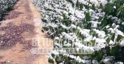 Fazenda de Café Excepcional à Venda 970 has Infraestrutura Completa | Montes Claros/ MG Fazenda de Café Excepcional à Venda 970 has Infraestrutura Completa | Montes Claros/ MG