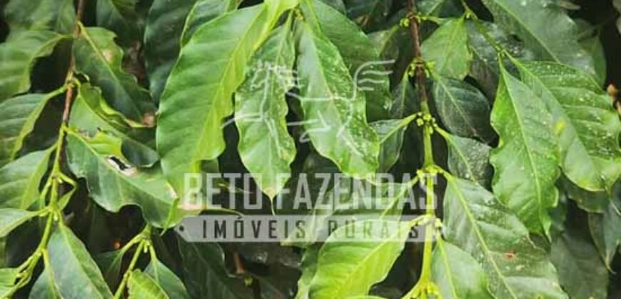 Fazenda de Café 41 hectares Alta Produtividade à Venda | Três Pontas/ MG