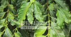 Fazenda de Café 48 hectares Alta Produtividade à Venda | Três Pontas/ MG Fazenda de Café 48 hectares Alta Produtividade à Venda | Três Pontas/ MG