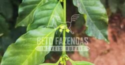 Fazenda de Café 41 hectares Alta Produtividade à Venda | Três Pontas/ MG