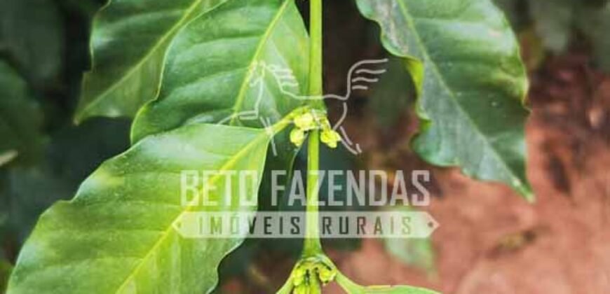 Fazenda de Café 48 hectares Alta Produtividade à Venda | Três Pontas/ MG Fazenda de Café 48 hectares Alta Produtividade à Venda | Três Pontas/ MG