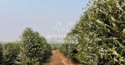 Fazenda de Café 41 hectares Alta Produtividade à Venda | Três Pontas/ MG