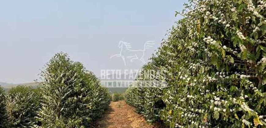 Fazenda de Café 48 hectares Alta Produtividade à Venda | Três Pontas/ MG Fazenda de Café 48 hectares Alta Produtividade à Venda | Três Pontas/ MG
