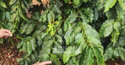 Fazenda de Café 41 hectares Alta Produtividade à Venda | Três Pontas/ MG