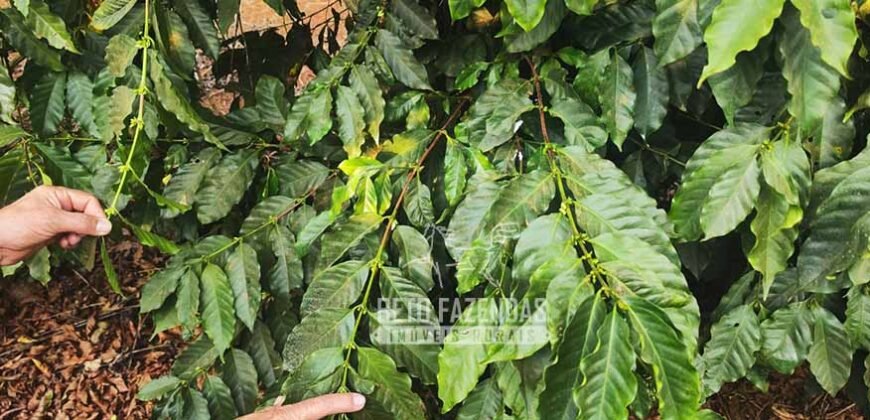 Fazenda de Café 41 hectares Alta Produtividade à Venda | Três Pontas/ MG