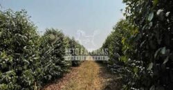 Fazenda de Café 41 hectares Alta Produtividade à Venda | Três Pontas/ MG