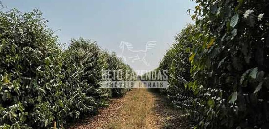 Fazenda de Café 48 hectares Alta Produtividade à Venda | Três Pontas/ MG Fazenda de Café 48 hectares Alta Produtividade à Venda | Três Pontas/ MG