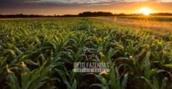 Fazenda à Venda 24.433 hectares Soja e Algodão com Arrendamento | Nova Mutum/ MT