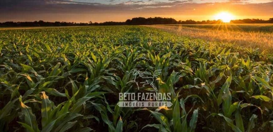 Fazenda à Venda 24.433 hectares Soja e Algodão com Arrendamento | Nova Mutum/ MT