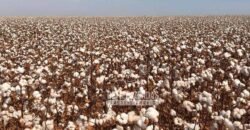 Fazenda à Venda 24.433 hectares Soja e Algodão com Arrendamento | Nova Mutum/ MT