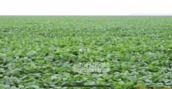 Fazenda à Venda 24.433 hectares Soja e Algodão com Arrendamento | Nova Mutum/ MT