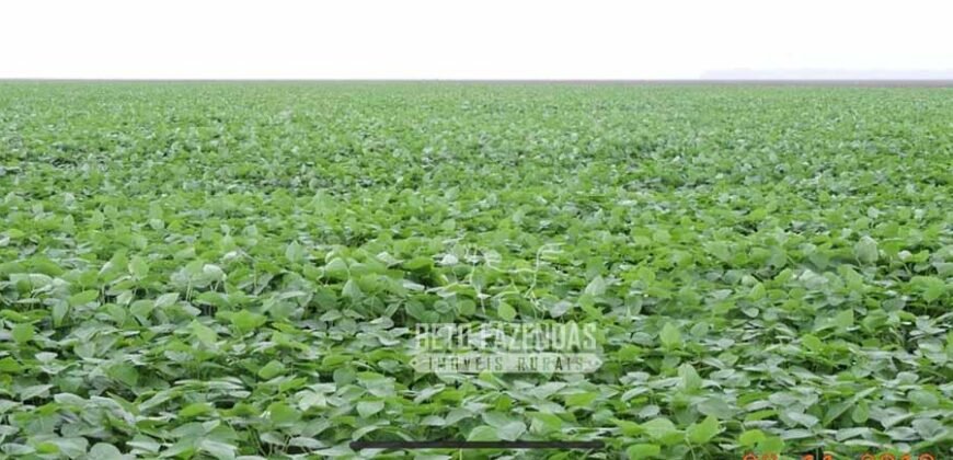 Fazenda à Venda 24.433 hectares Soja e Algodão com Arrendamento | Nova Mutum/ MT