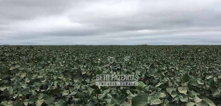 Fazenda à Venda 24.433 hectares Soja e Algodão com Arrendamento | Nova Mutum/ MT
