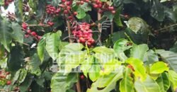 Fazenda de Café 41 hectares Alta Produtividade à Venda | Três Pontas/ MG