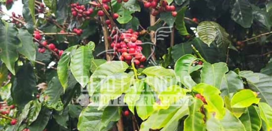 Fazenda de Café 41 hectares Alta Produtividade à Venda | Três Pontas/ MG