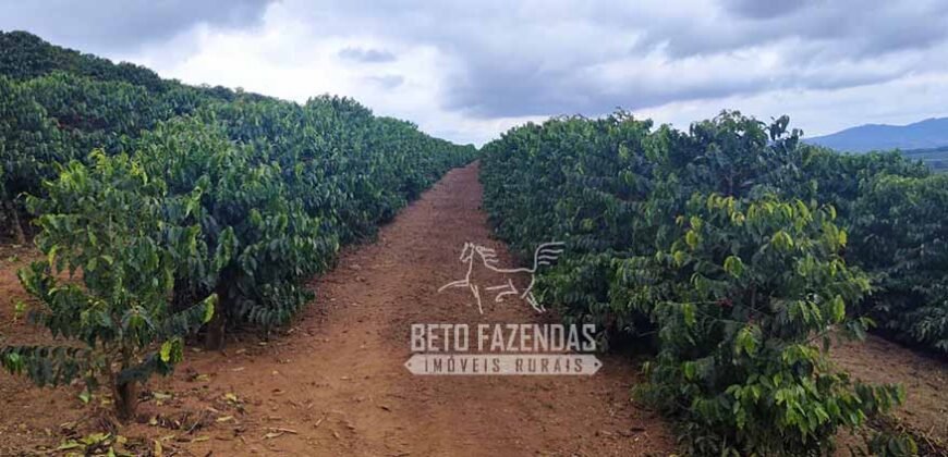 Fazenda de Café 41 hectares Alta Produtividade à Venda | Três Pontas/ MG