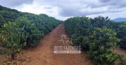Fazenda de Café 48 hectares Alta Produtividade à Venda | Três Pontas/ MG Fazenda de Café 48 hectares Alta Produtividade à Venda | Três Pontas/ MG