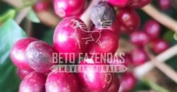 Fazenda de Café 41 hectares Alta Produtividade à Venda | Três Pontas/ MG