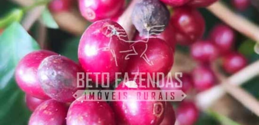 Fazenda de Café 41 hectares Alta Produtividade à Venda | Três Pontas/ MG