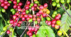 Fazenda de Café 41 hectares Alta Produtividade à Venda | Três Pontas/ MG