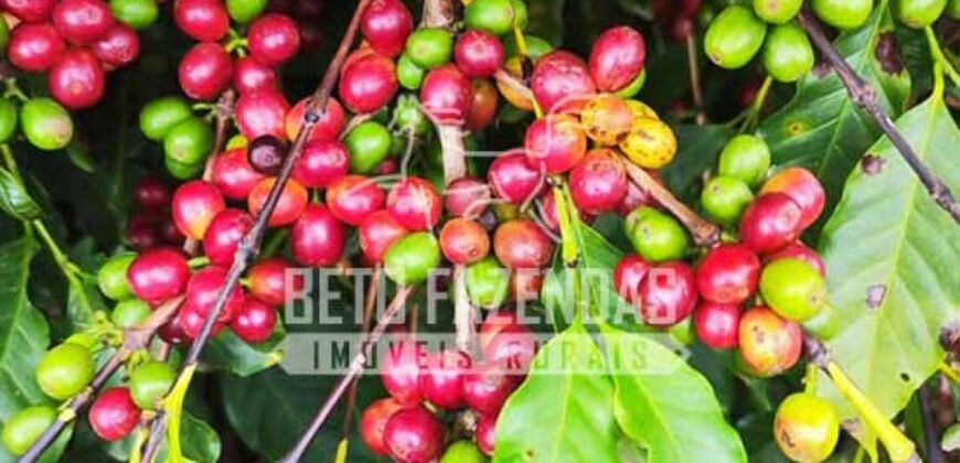 Fazenda de Café 41 hectares Alta Produtividade à Venda | Três Pontas/ MG