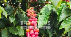 Fazenda de Café 41 hectares Alta Produtividade à Venda | Três Pontas/ MG