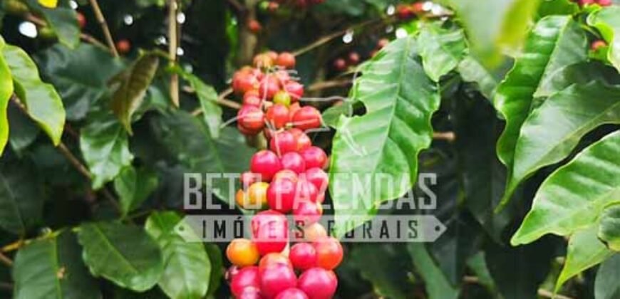 Fazenda de Café 41 hectares Alta Produtividade à Venda | Três Pontas/ MG