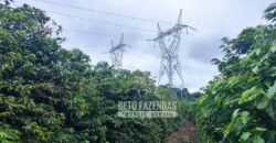 Fazenda de Café 41 hectares Alta Produtividade à Venda | Três Pontas/ MG