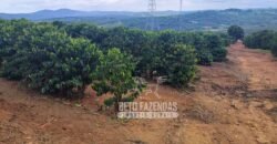 Fazenda de Café 48 hectares Alta Produtividade à Venda | Três Pontas/ MG Fazenda de Café 48 hectares Alta Produtividade à Venda | Três Pontas/ MG