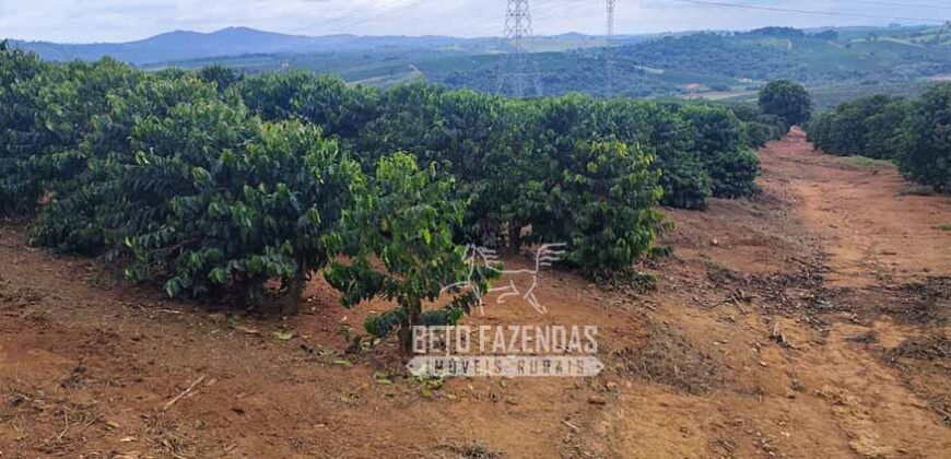 Fazenda de Café 48 hectares Alta Produtividade à Venda | Três Pontas/ MG Fazenda de Café 48 hectares Alta Produtividade à Venda | Três Pontas/ MG