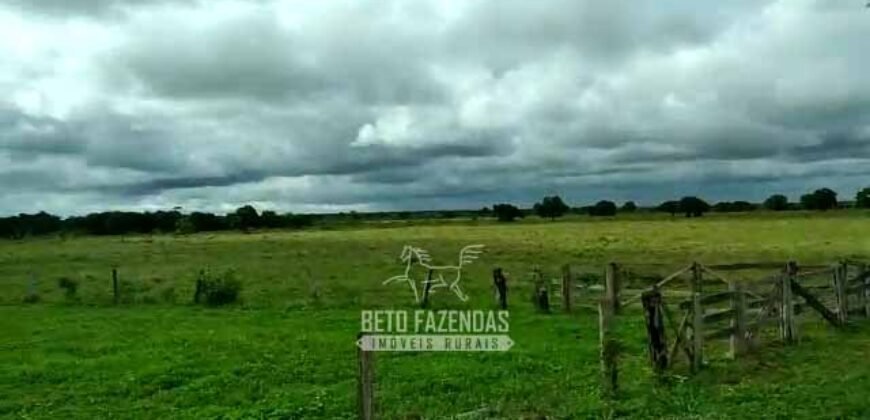 Fazenda 83.400 hectares Pecuária No Coração do Brasil | São Félix do Araguaia/MT