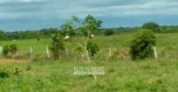 Fazenda 83.400 hectares Pecuária No Coração do Brasil | São Félix do Araguaia/MT
